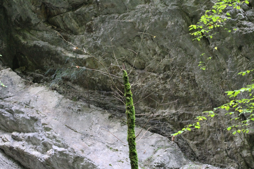 sehenswuerdigkeiten-dornbirn-reisetipps-vorarlberg-reisetipps-oesterreich-alplochschlucht-natur bizarr