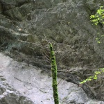 sehenswuerdigkeiten-dornbirn-reisetipps-vorarlberg-reisetipps-oesterreich-alplochschlucht-natur bizarr