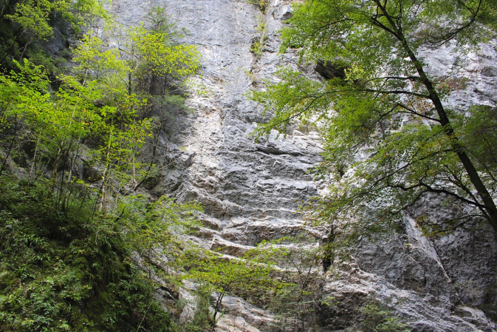 sehenswuerdigkeiten-dornbirn-reisetipps-vorarlberg-reisetipps-oesterreich-alplochschlucht-schroffer-fels-baum