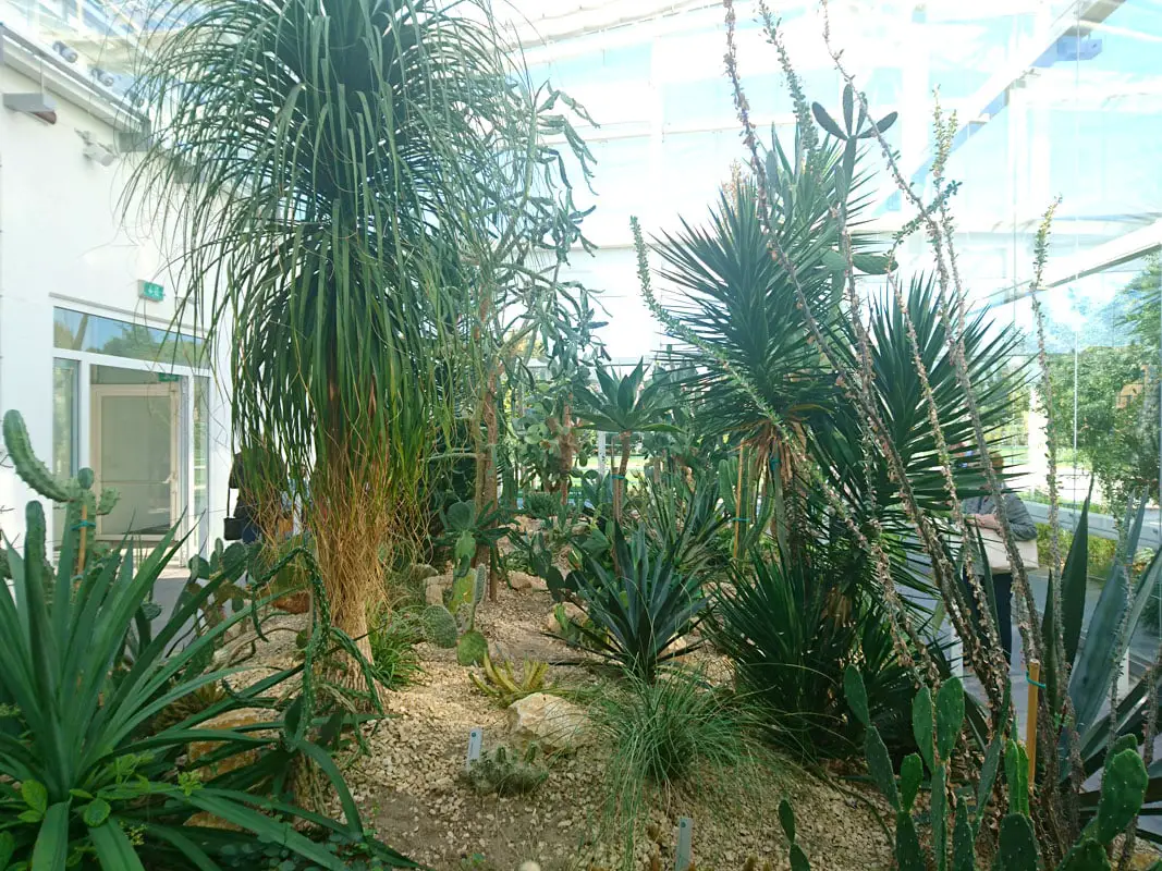 ein-tag-in-padua-orto-botanico-giardino-diversita-palmen