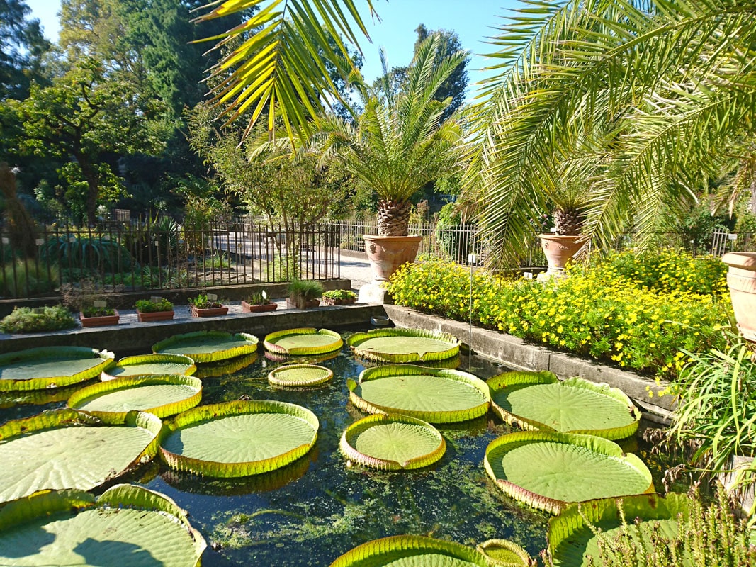 ein-tag-in-padua-orto-botanico-seerosen