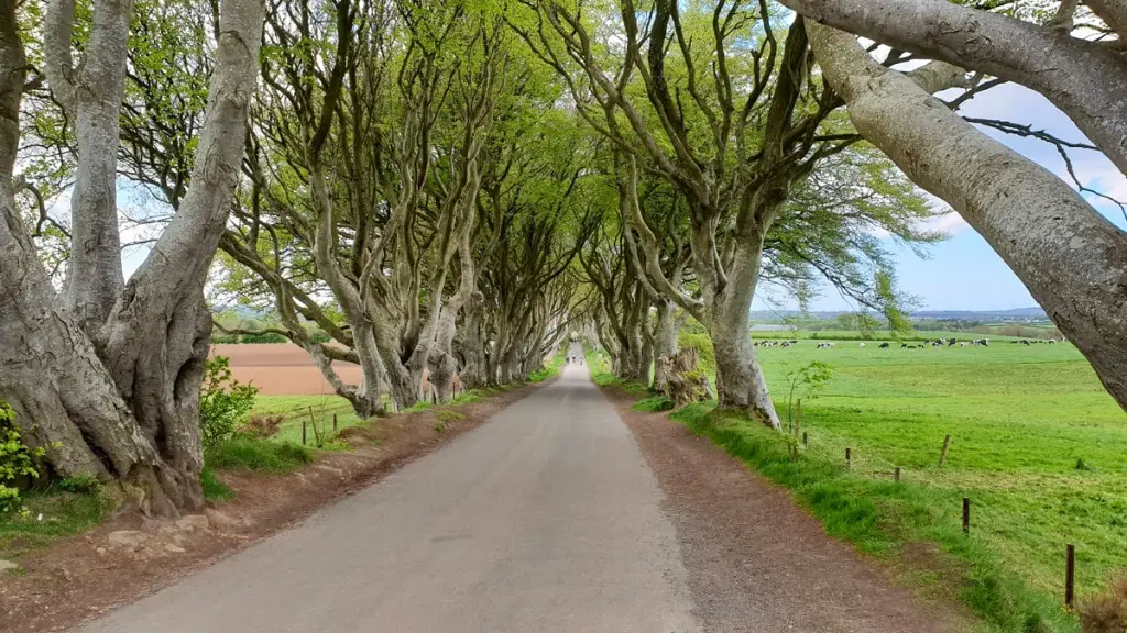 sehenswuerdigkeiten-reisetipps-nordirland-reisetipps-irland-dark-hedges-game-of-thrones-ast