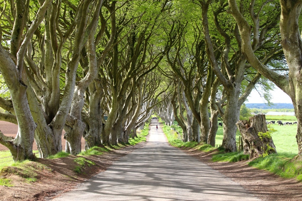 bezienswaardigheden-reistips-noord-ierland-reistips-ierland-donkere-heggen-game-of-thrones-perspectief