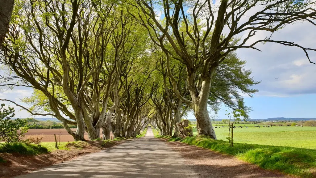 sehenswuerdigkeiten-reisetipps-nordirland-reisetipps-irland-dark-hedges-game-of-thrones-sonne