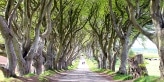 sehenswuerdigkeiten-reisetipps-nordirland-reisetipps-irland-dark-hedges-game-of-thrones-titel