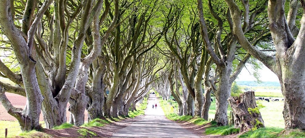 The Dark Hedges | Ein magischer Ort – nicht nur für GoT-Fans