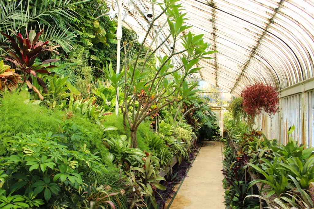 was-muss-man-in-belfast-gesehen-haben-palmenhaus-innen