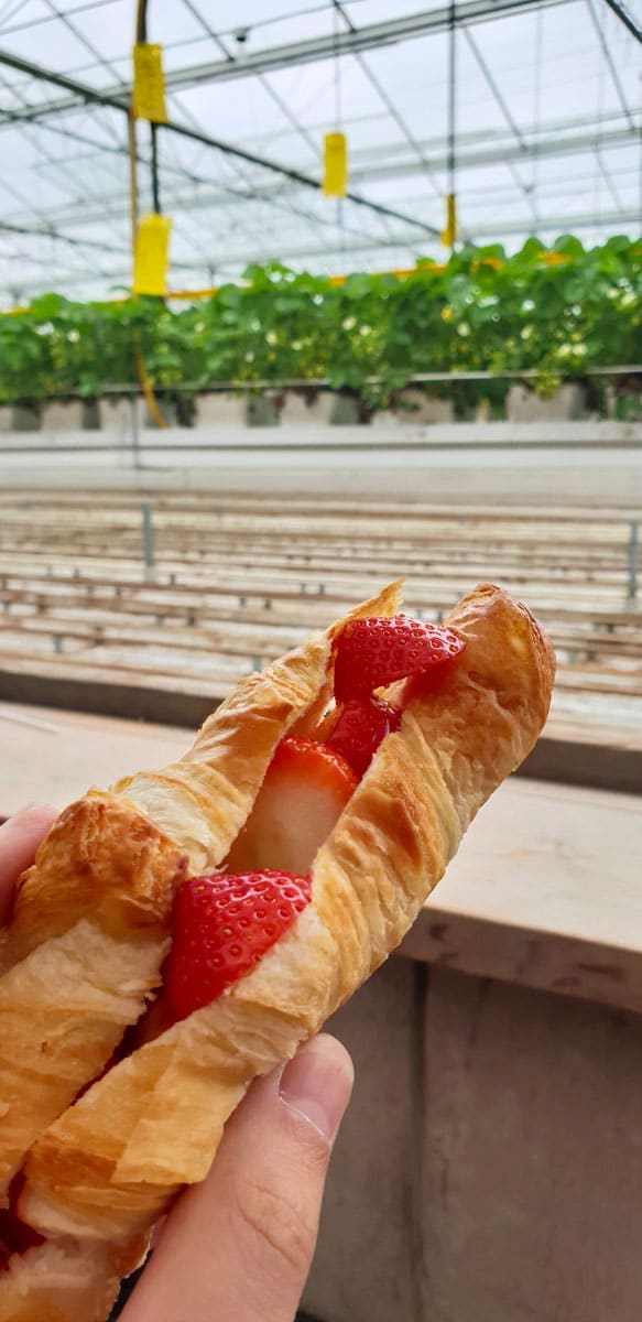 Holland-rundreise-kalter-aarbeien-erdbeer-croissant