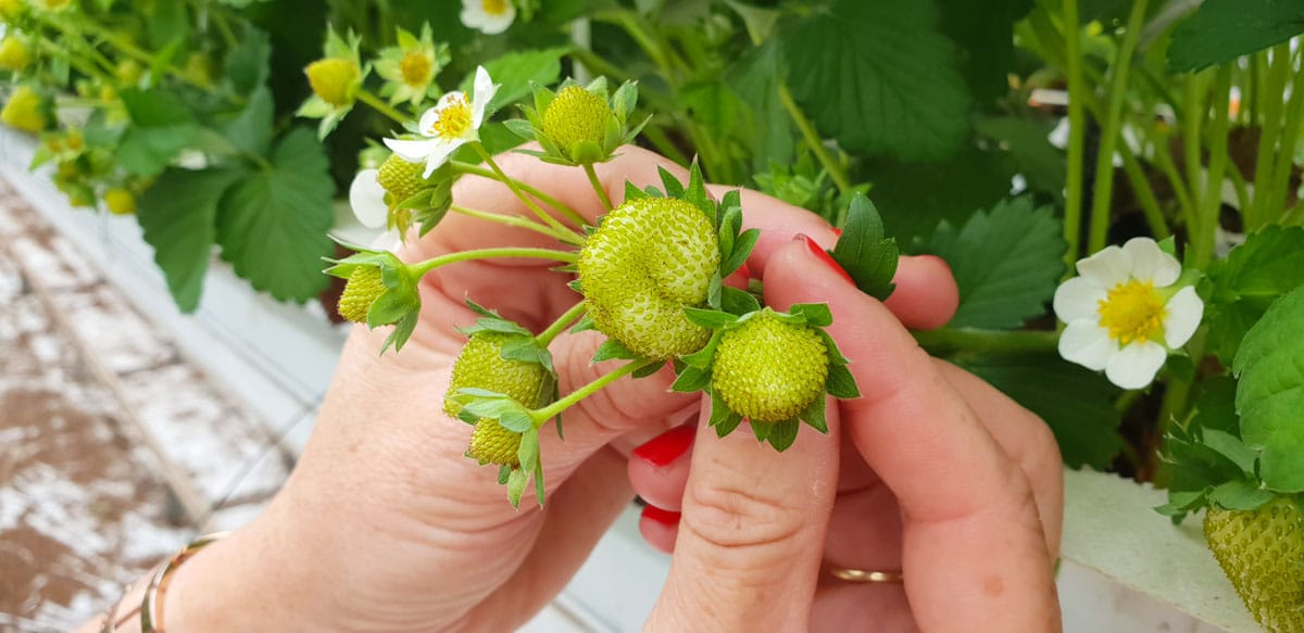 Holland-rundreise-kalter-aarbeien-erdbeeren-pfluecken