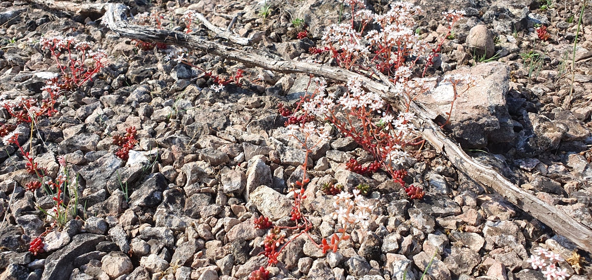 zweden-roadtrip-oeland-stora-alvaret-flora