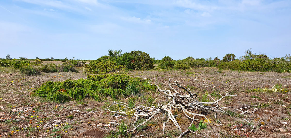 zweden-roadtrip-oeland-stora-alvaret-landschap