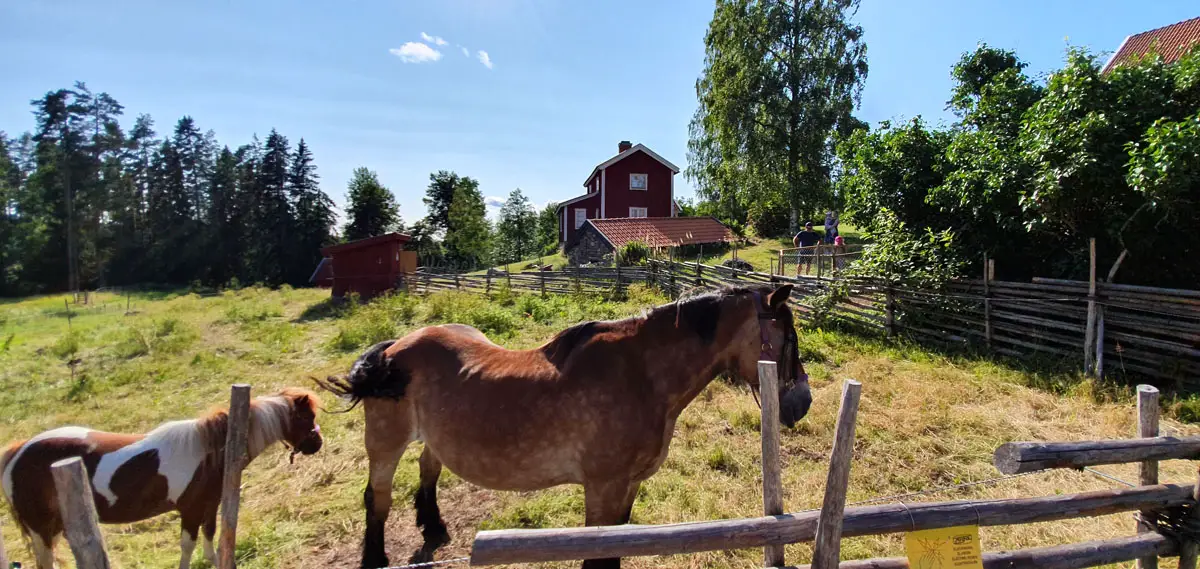 schweden-roadtrip-smaland-Katthult-pferde