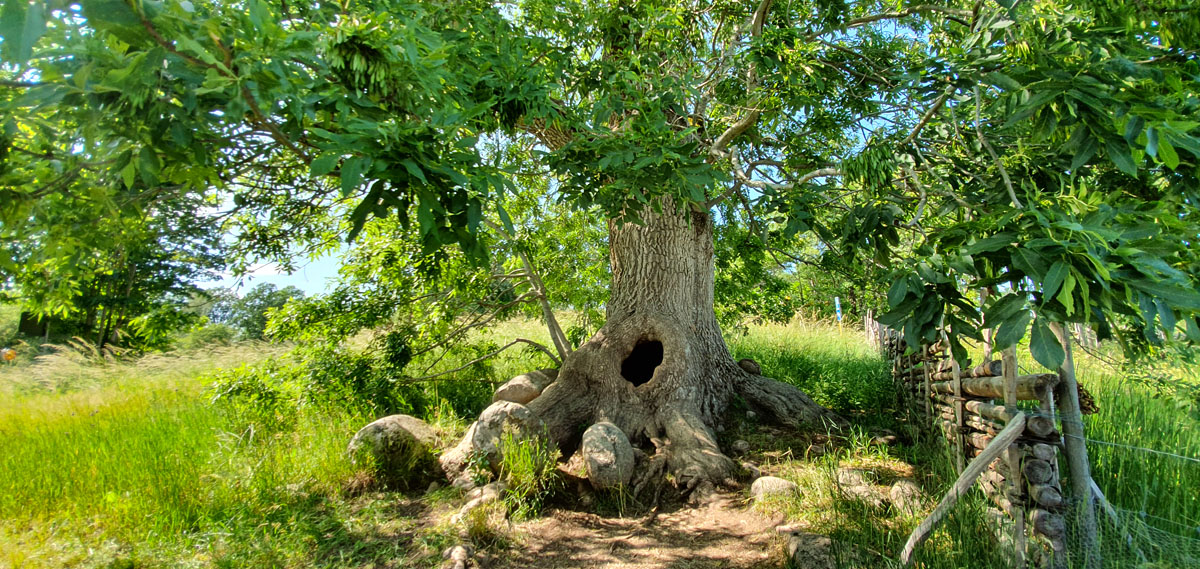 schweden-roadtrip-smaland-bullerbyn-baumstumpf