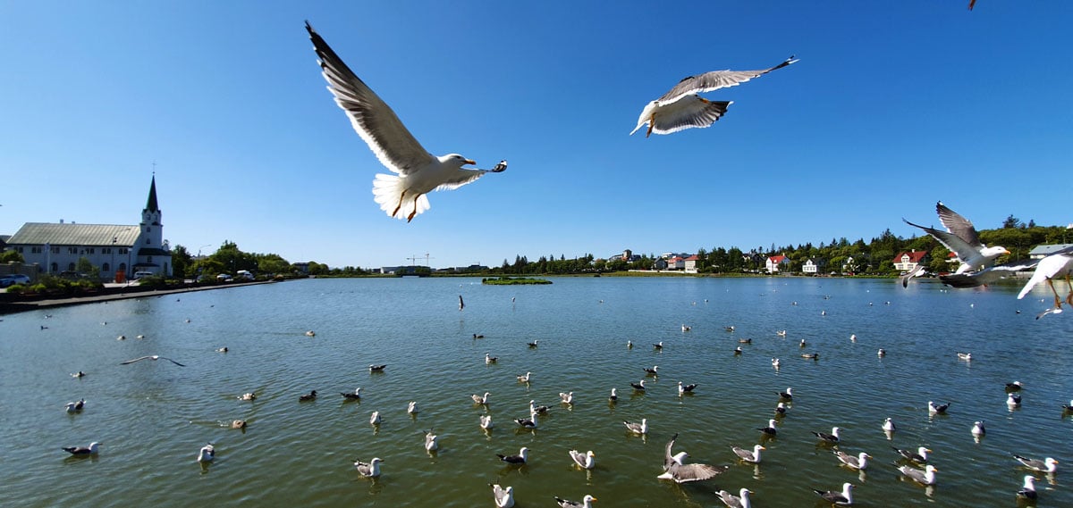 reykjavik-sehenswuerdigkeiten-Tjoernin