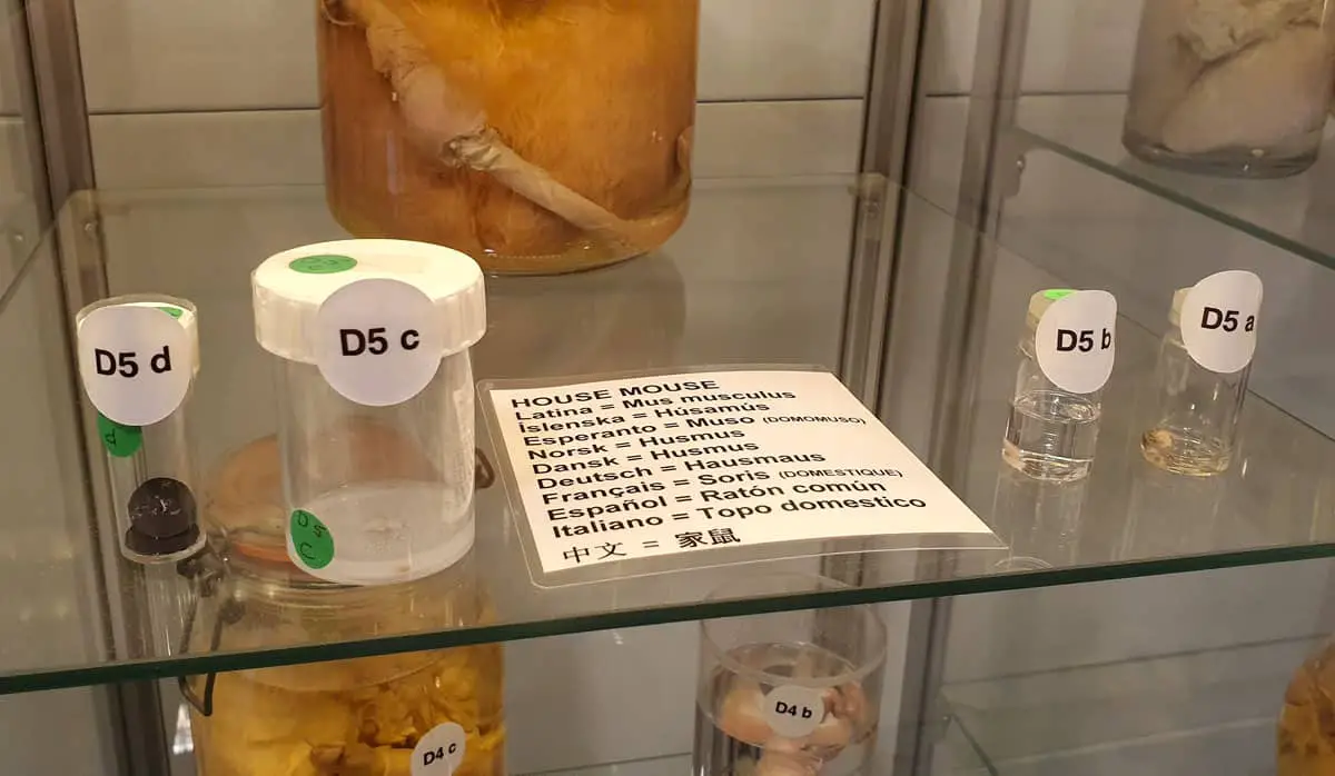 Islaendisches-Phallusmuseum-kleinster-penis