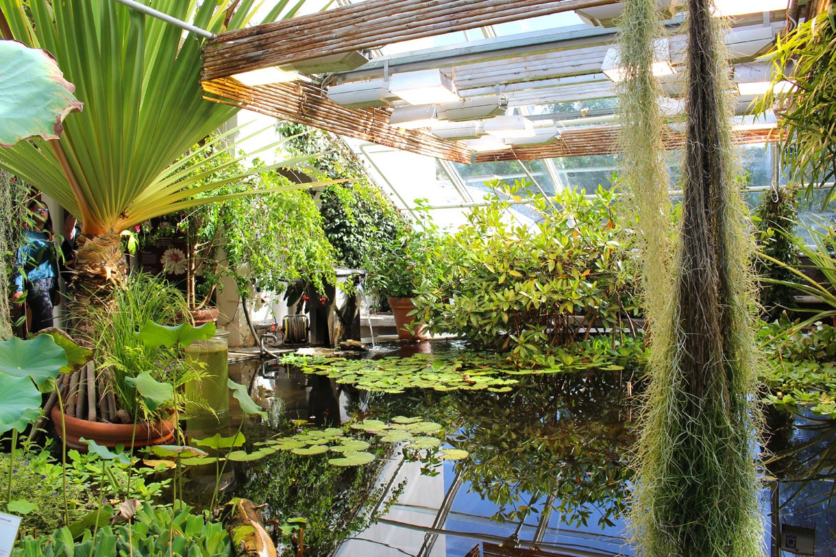 botanischer-garten-oslo-exotische-pflanzen