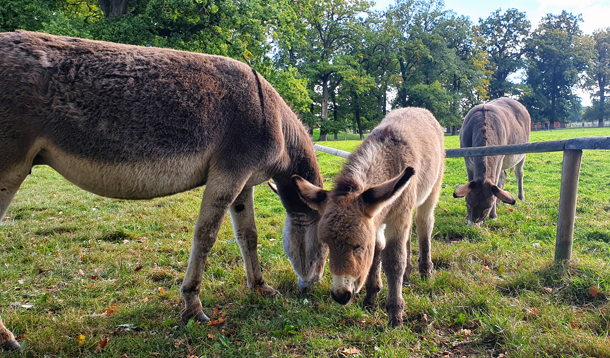 nordhessen-sehenswuerdigkeiten-sababurg-tierpark