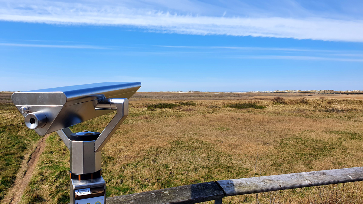 st-peter-ording-sehenswuerdigkeiten-salzwiesen