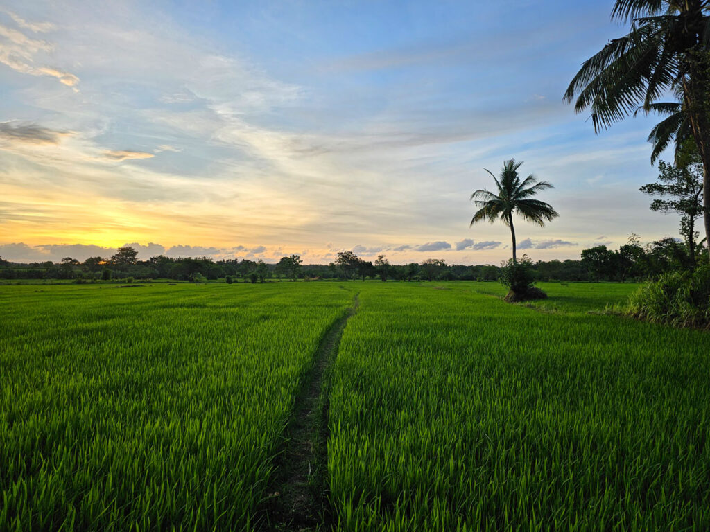 sri-lanka-attraktionen-reisfelder