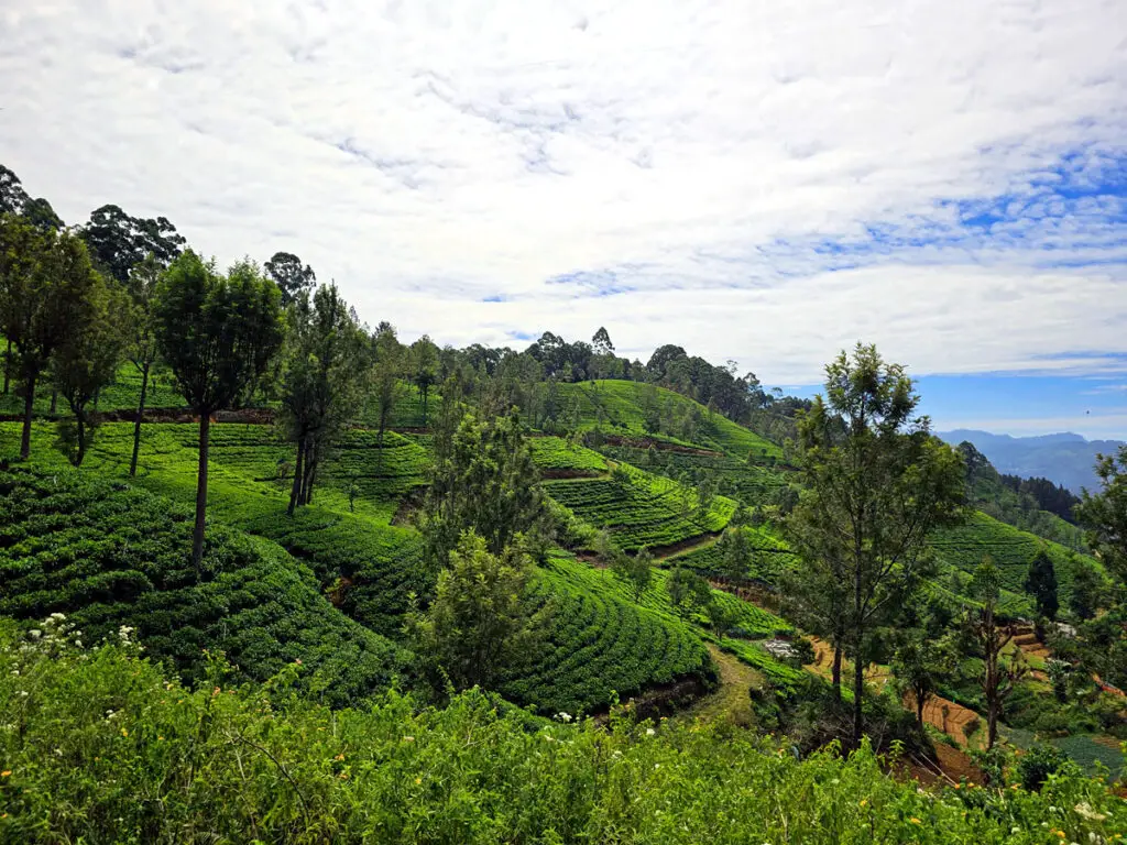 sri-lanka-attraktionen-teeplantagen