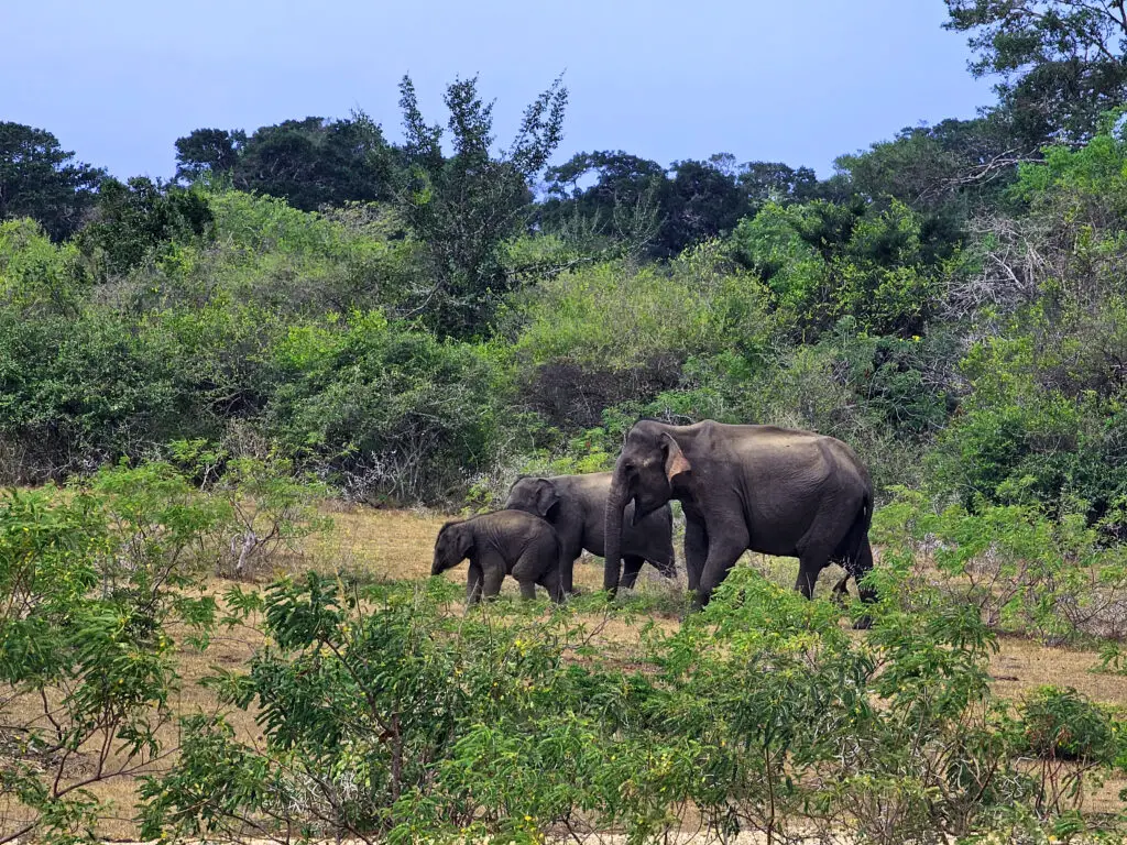 sri-lanka-attraktionen-yala-nationalpark-elefanten
