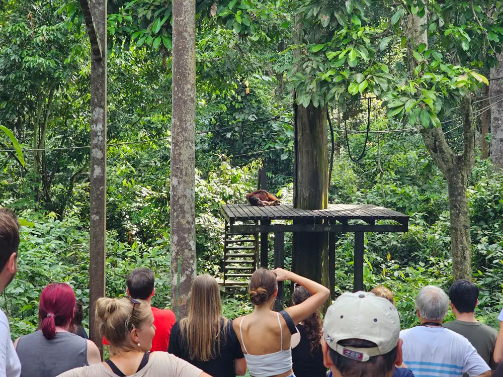 borneo-attraktionen-Sepilok-Orangutan