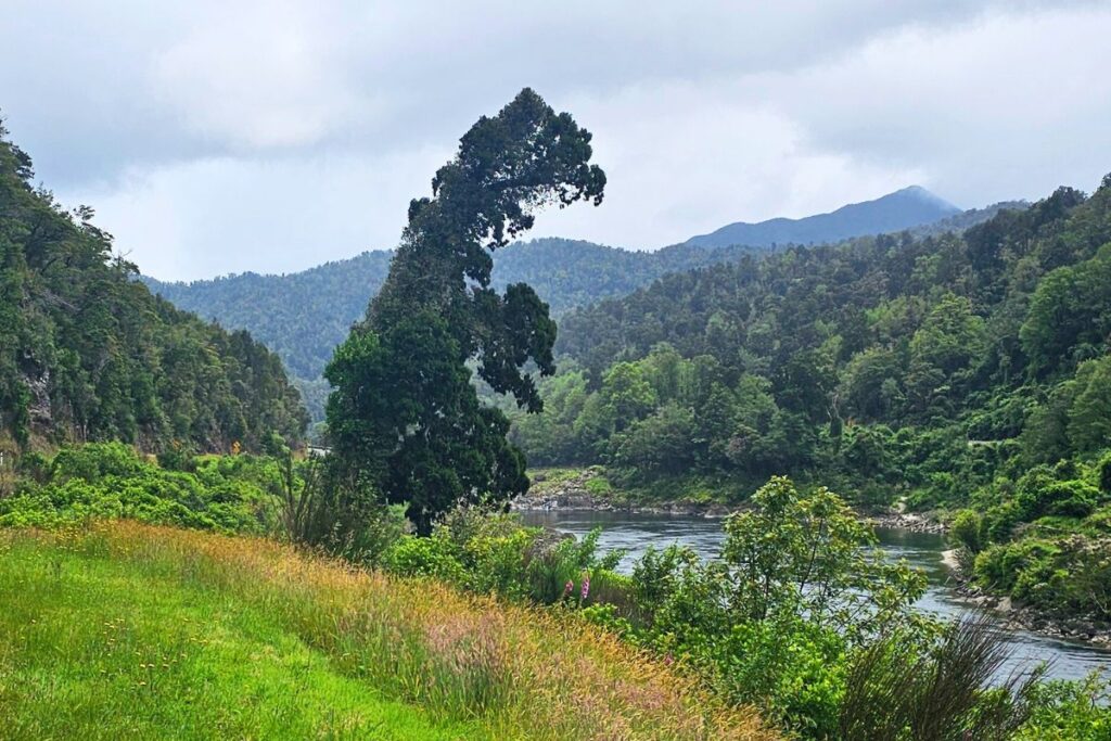 Ein großer, grüner Baum am Ufer eines breiten Flusses in Neuseeland, dessen Silhouette exakt wie ein Tyrannosaurus Rex (T-Rex) geformt ist.