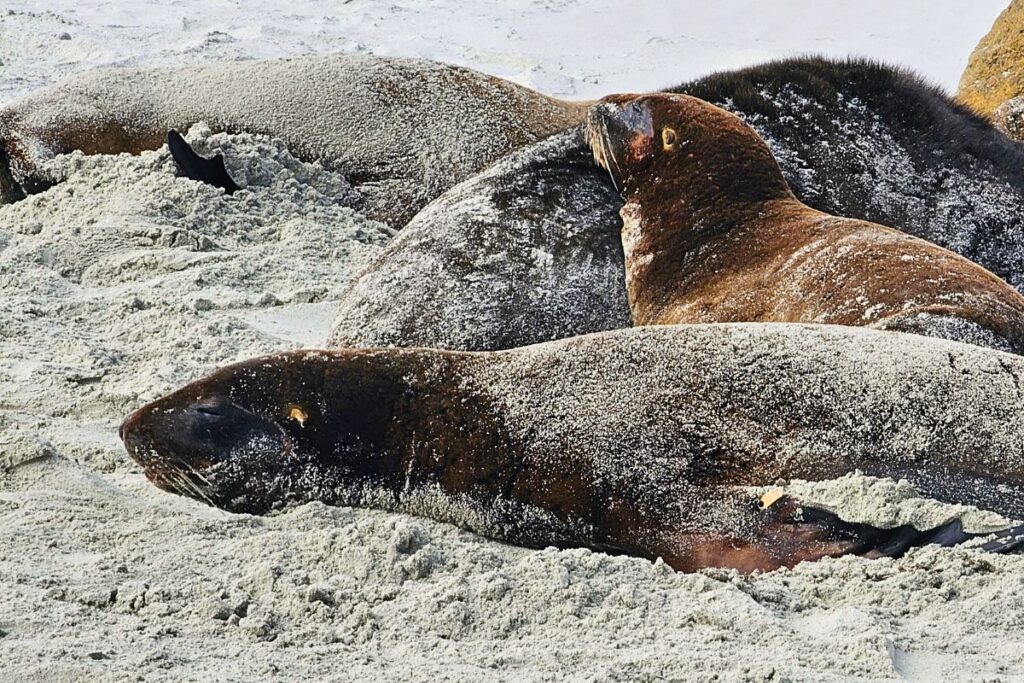 Mehrere große Seelöwen liegen entspannt und mit Sand bedeckt am hellen Strand des Sandfly Bay Wildlife Refuge.