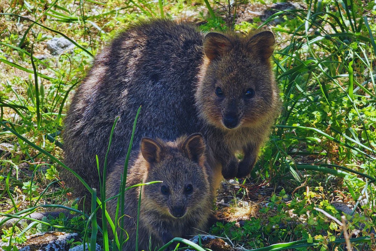 perth-rottnest-island-quokkas