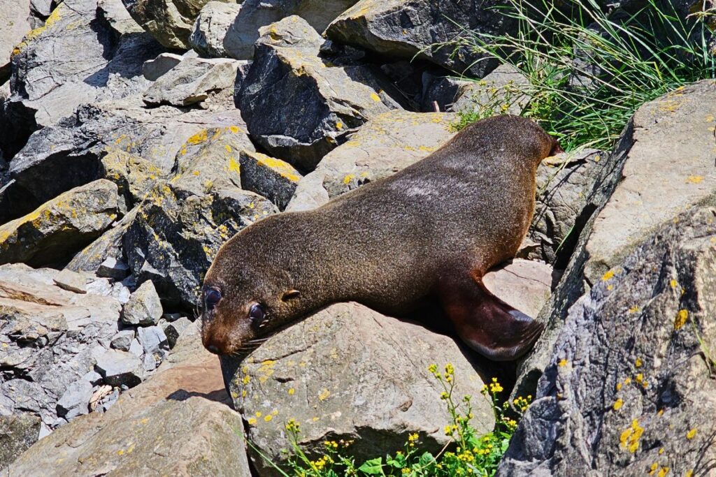 Eine neuseeländische Pelzrobbe (Kekeno) liegt entspannt in der Sonne auf grauen Felsen an der Küste.