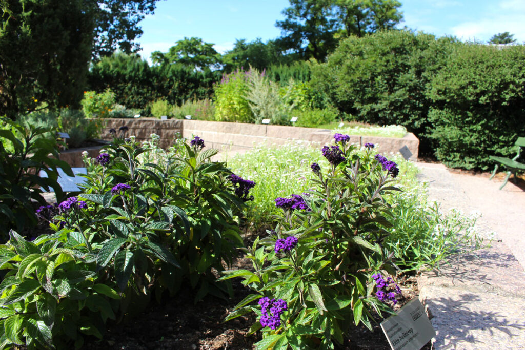Beet mit lila blühenden Pflanzen (Heliotrop) im Botanischen Garten Oslo, im Hintergrund grüne Hecken und Bäume