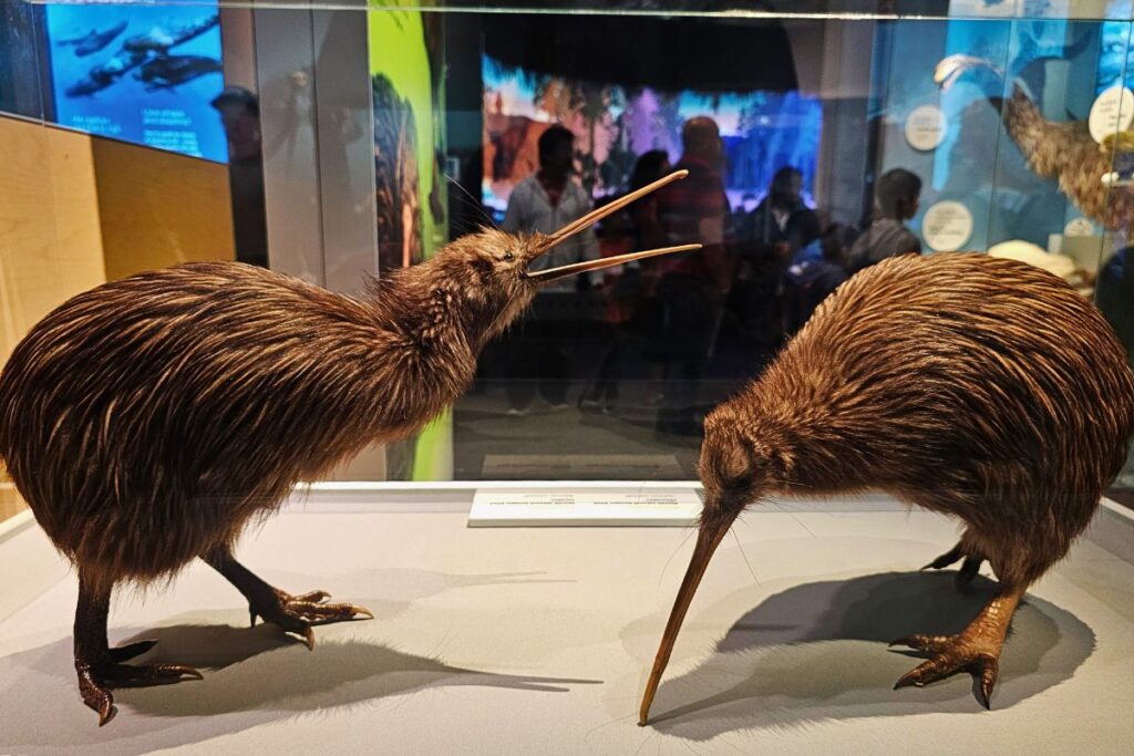 Nahaufnahme von zwei Kiwi-Vögeln in einer Ausstellungsvitrine, ein Vogel reckt den langen Schnabel weit nach oben.