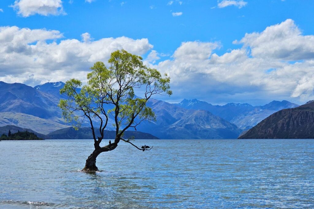 Der berühmte „Wanaka Tree“, eine einsame Weide, wächst direkt im klaren Wasser des Lake Wanaka vor einer majestätischen Bergkulisse.
