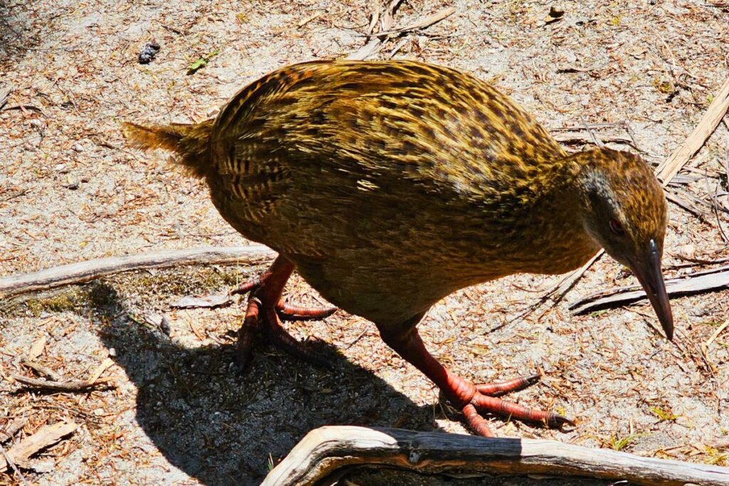Ein braun-gestreifter Weka-Vogel läuft neugierig über einen sandigen Boden mit kleinen Zweigen im neuseeländischen Busch.