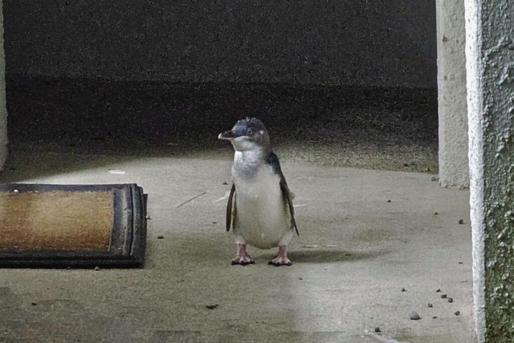 Ein kleiner blauer Pinguin (Kororā) steht auf einem Betonboden in der Nähe eines Verstecks.