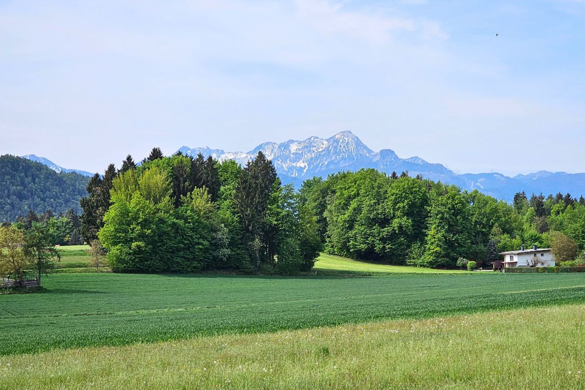 Saftig grüne Felder und dichte Baumgruppen im Vordergrund vor dem markanten, teilweise schneebedeckten Gipfel des Mittagskogels in den Karawanken unter blauem Himmel.