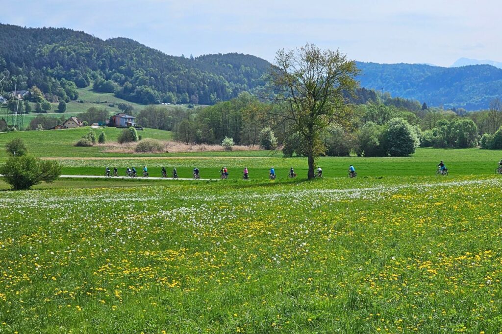 Eine lange Gruppe von Radfahrern fährt hintereinander auf einem Asphaltweg durch ein weites grünes Feld mit blühendem Löwenzahn vor einer Kärntner Bergkulisse.