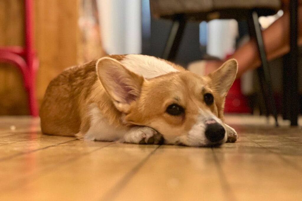 Ein niedlicher Corgi-Hund liegt entspannt auf dem Holzfußboden im Corgi's Cafe in Sofia und blickt treu in die Kamera.