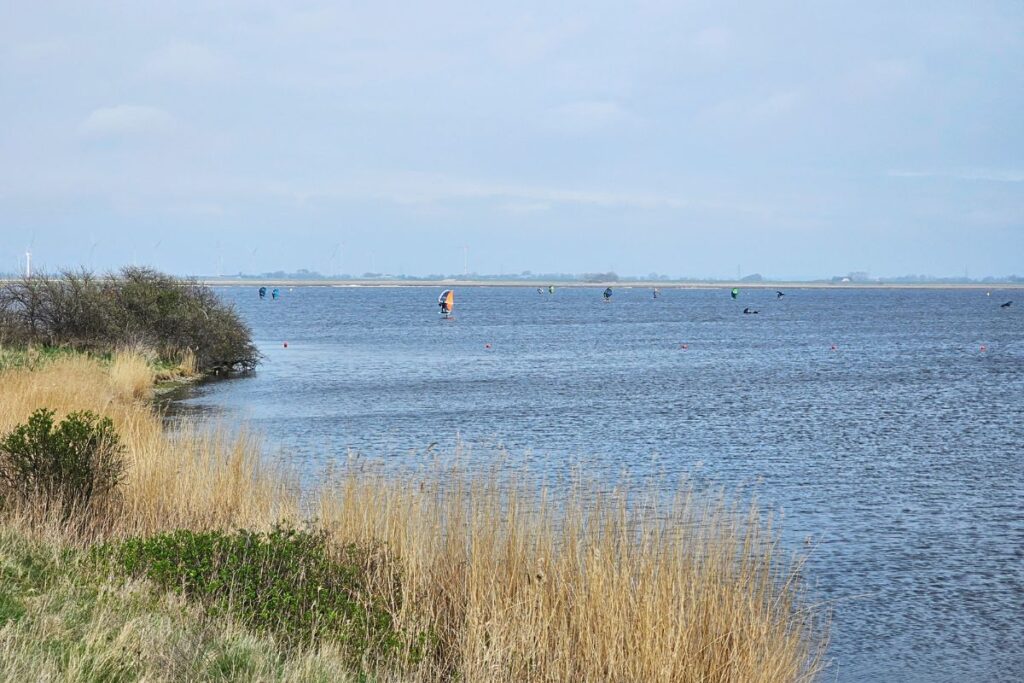 Schilfgras am Ufer der Meldorfer Bucht in Dithmarschen mit Windsurfern auf dem Wasser unter leicht bewölktem Himmel.