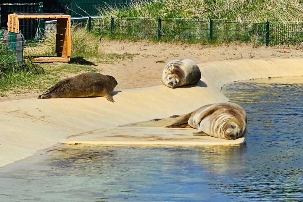 Drei Robben sonnen sich am Beckenrand der Seehundstation Friedrichskoog auf einem beigen Untergrund neben dem Wasser.